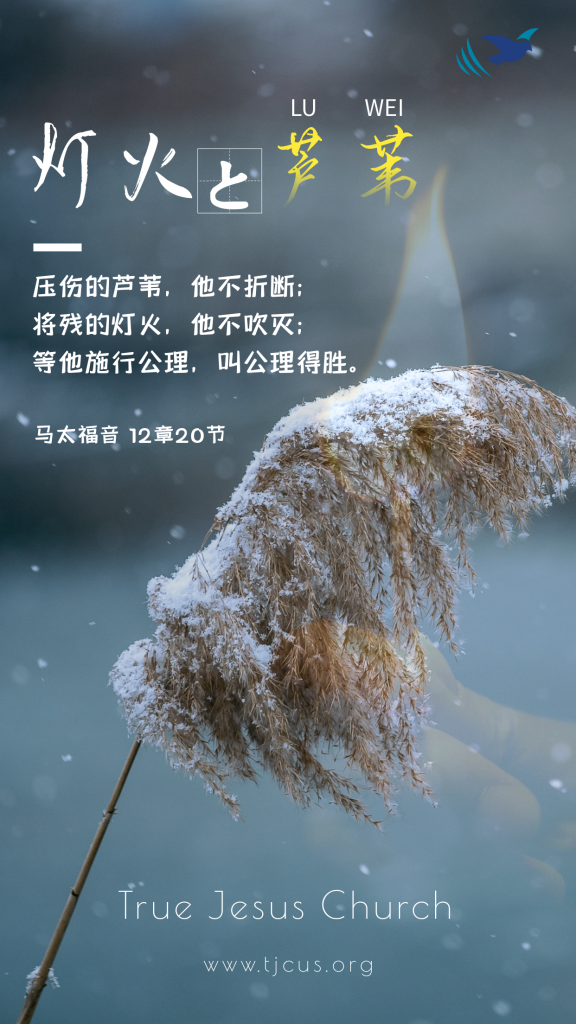 压伤的芦苇，他不折断